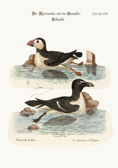 Le Macareux et le Petit Pingouin, 1749-73 - George Edwards